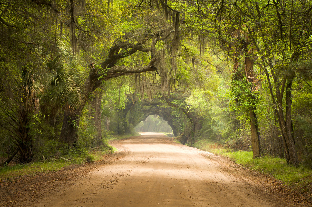 Dirt Road Under Canopy of Trees - Best Books on Writing